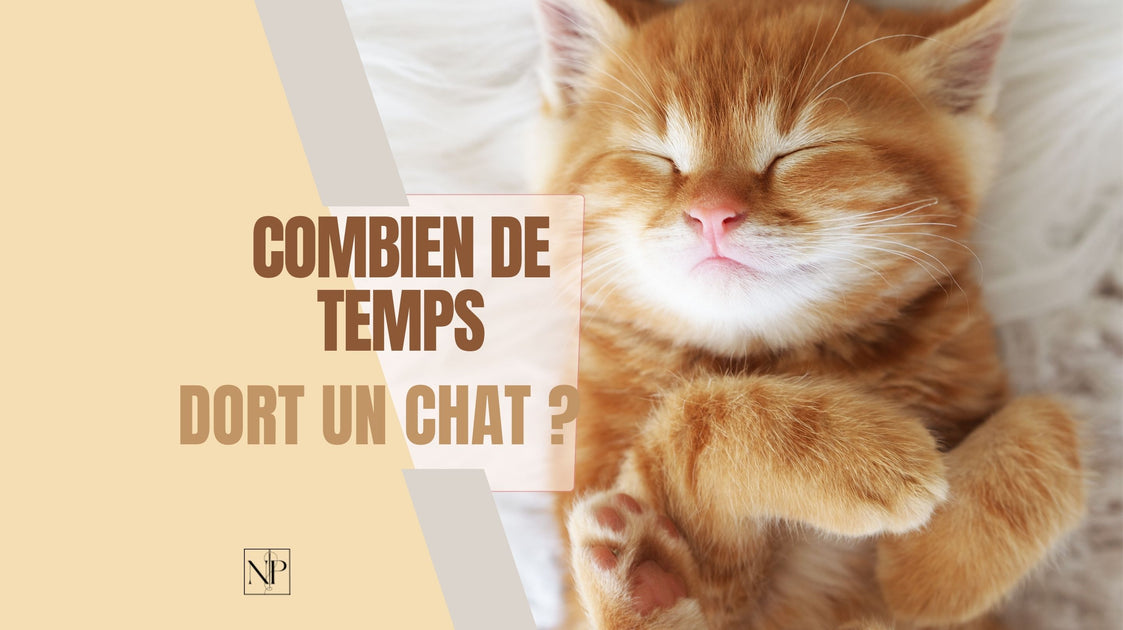 guide complet Combien de temps dort un chat ? Nirvanapillow™