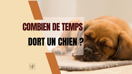 Combien de temps dort un chien