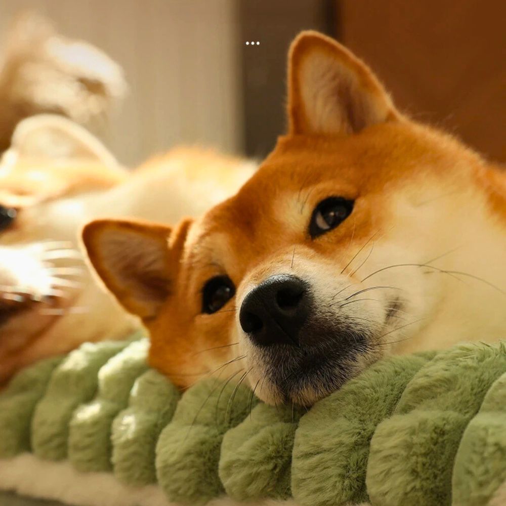 Coussin pour Chien Indestructible <br>Dogzeal